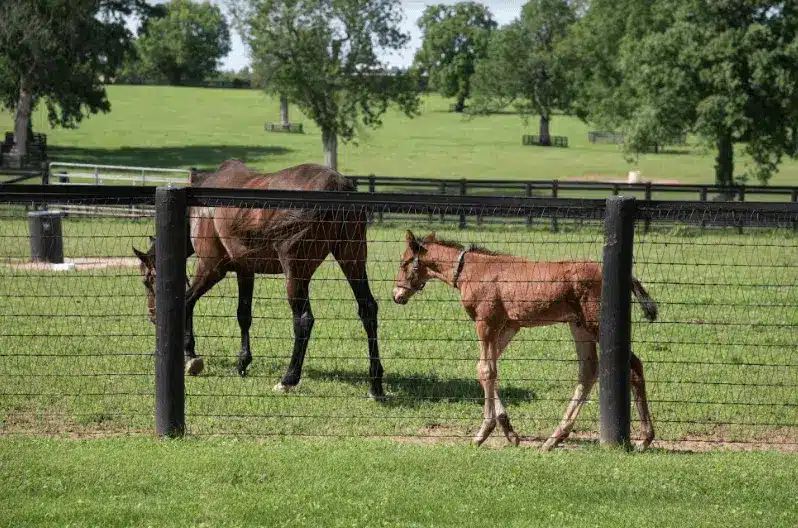 Horses in a field